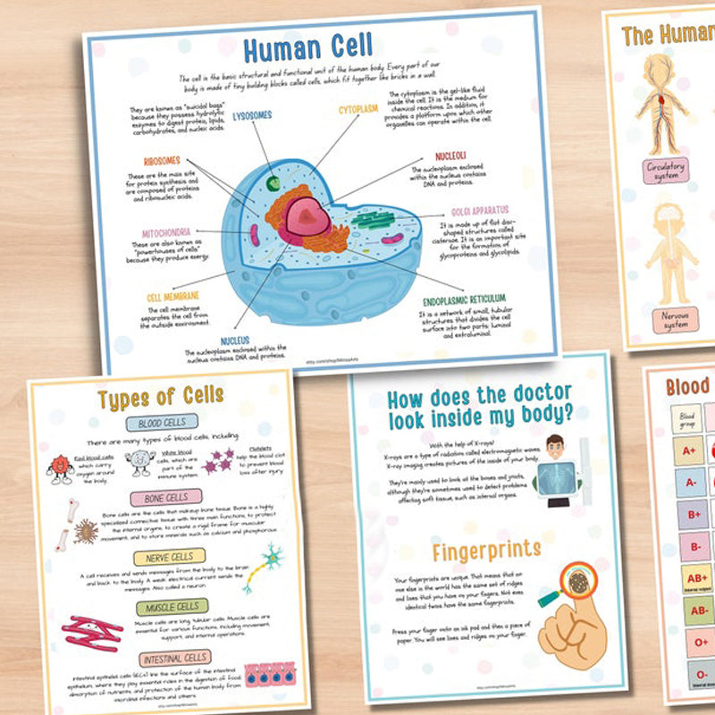 Human Anatomy Busy Book