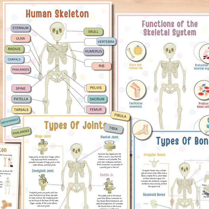 Human Anatomy Busy Book