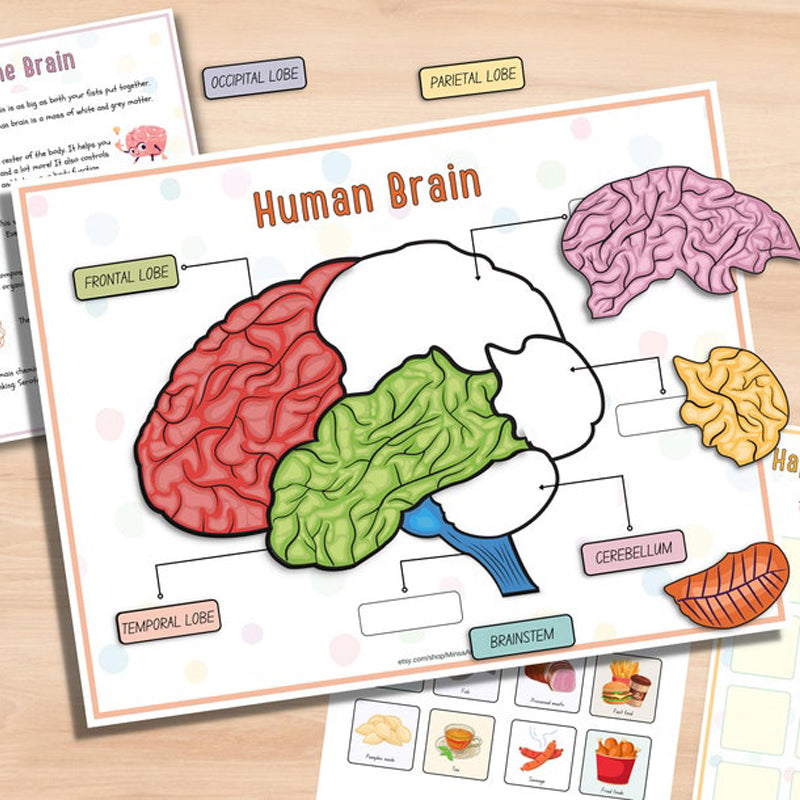 Human Anatomy Busy Book