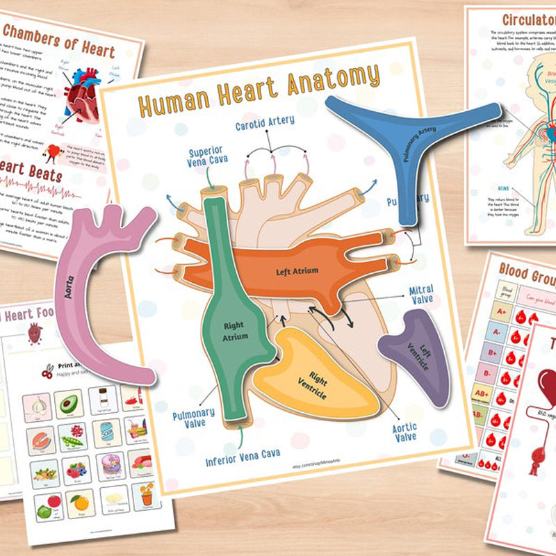 Human Anatomy Busy Book